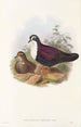 the Birds of New Guinea and Adjacent Papuan Islands Pl48 - John Gould — artwork view