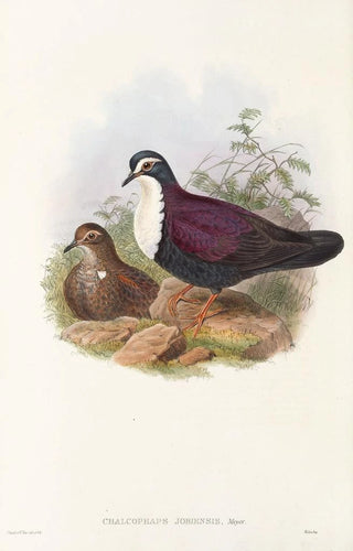 the Birds of New Guinea and Adjacent Papuan Islands Pl48 - John Gould — artwork view