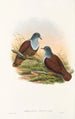 the Birds of New Guinea and Adjacent Papuan Islands Pl49 - John Gould — artwork view