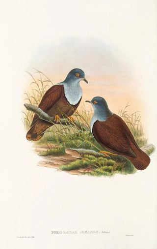 the Birds of New Guinea and Adjacent Papuan Islands Pl49 - John Gould — artwork view