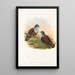 the Birds of New Guinea and Adjacent Papuan Islands Pl49 - John Gould — framed artwork on a wall