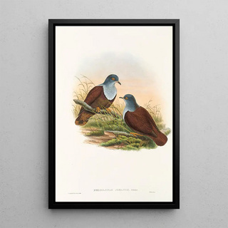 the Birds of New Guinea and Adjacent Papuan Islands Pl49 - John Gould — framed artwork on a wall