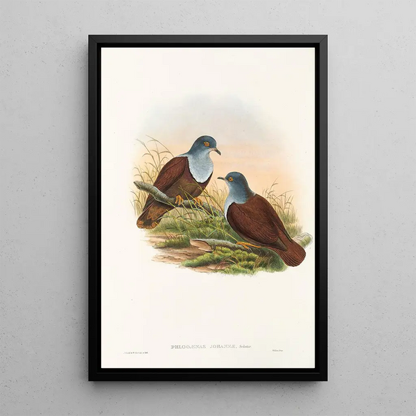 the Birds of New Guinea and Adjacent Papuan Islands Pl49 - John Gould — framed artwork on a wall
