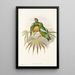 the Birds of New Guinea and Adjacent Papuan Islands Pl50 - John Gould — framed artwork on a wall