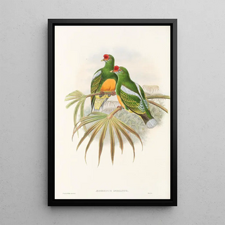 the Birds of New Guinea and Adjacent Papuan Islands Pl50 - John Gould — framed artwork on a wall