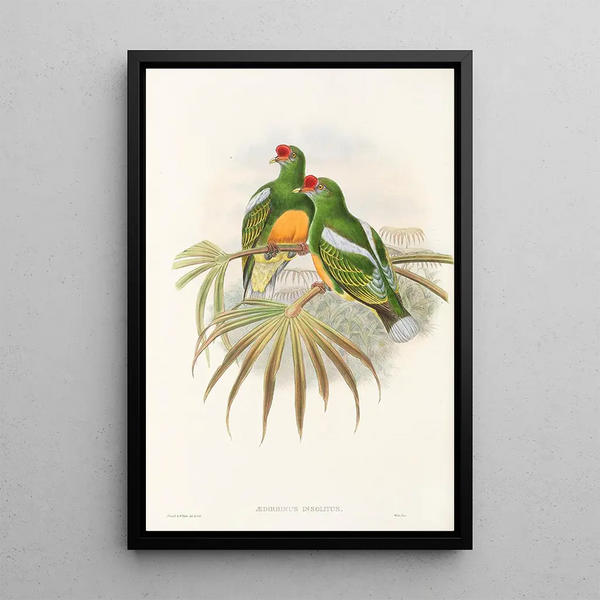 the Birds of New Guinea and Adjacent Papuan Islands Pl50 - John Gould — framed artwork on a wall
