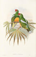 the Birds of New Guinea and Adjacent Papuan Islands Pl50 - John Gould — artwork view