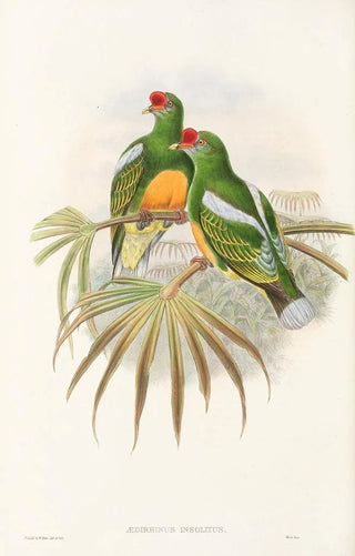 the Birds of New Guinea and Adjacent Papuan Islands Pl50 - John Gould — artwork view