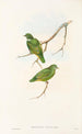"Les oiseaux de Nouvelle-Guinée et des îles Papoues adjacentes" Pl51 - John Gould — artwork view