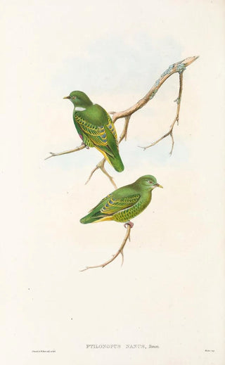 "Les oiseaux de Nouvelle-Guinée et des îles Papoues adjacentes" Pl51 - John Gould — artwork view