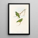 "Les oiseaux de Nouvelle-Guinée et des îles Papoues adjacentes" Pl51 - John Gould — framed artwork on a wall
