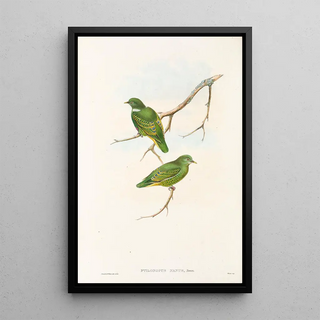 "Les oiseaux de Nouvelle-Guinée et des îles Papoues adjacentes" Pl51 - John Gould — framed artwork on a wall