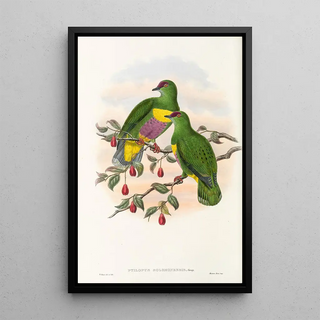 the Birds of New Guinea and Adjacent Papuan Islands Pl52 - John Gould — framed artwork on a wall