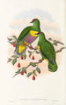the Birds of New Guinea and Adjacent Papuan Islands Pl52 - John Gould — artwork view