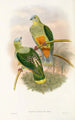 the Birds of New Guinea and Adjacent Papuan Islands Pl53 - John Gould — artwork view