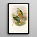 the Birds of New Guinea and Adjacent Papuan Islands Pl53 - John Gould — framed artwork on a wall
