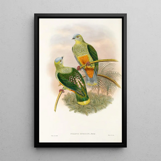 the Birds of New Guinea and Adjacent Papuan Islands Pl53 - John Gould — framed artwork on a wall