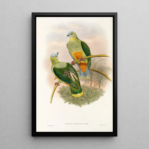 the Birds of New Guinea and Adjacent Papuan Islands Pl53 - John Gould — framed artwork on a wall