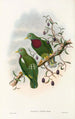 The Birds of New Guinea and Adjacent Papuan Islands Pl54 - John Gould — artwork view