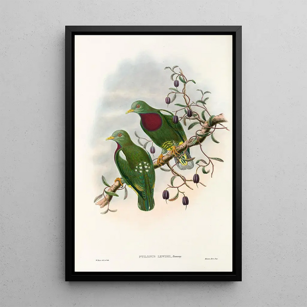 The Birds of New Guinea and Adjacent Papuan Islands Pl54 - John Gould — framed artwork on a wall