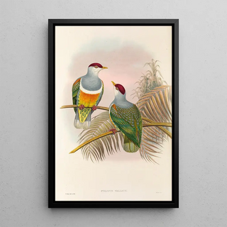 The Birds of New Guinea and Adjacent Papuan Islands Pl55 - John Gould — framed artwork on a wall