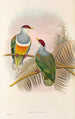 The Birds of New Guinea and Adjacent Papuan Islands Pl55 - John Gould — artwork view