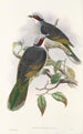 Les oiseaux de Nouvelle-Guinée et des îles Papoues adjacentes Pl56 - John Gould — artwork view