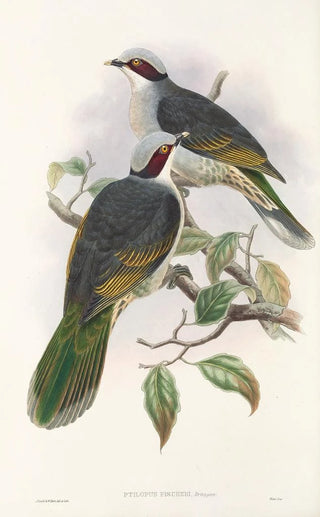 Les oiseaux de Nouvelle-Guinée et des îles Papoues adjacentes Pl56 - John Gould — artwork view