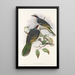 Les oiseaux de Nouvelle-Guinée et des îles Papoues adjacentes Pl56 - John Gould — framed artwork on a wall