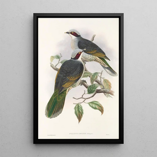 Les oiseaux de Nouvelle-Guinée et des îles Papoues adjacentes Pl56 - John Gould — framed artwork on a wall