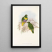 "Les oiseaux de Nouvelle-Guinée et des îles Papoues adjacentes" Pl57 - John Gould — framed artwork on a wall