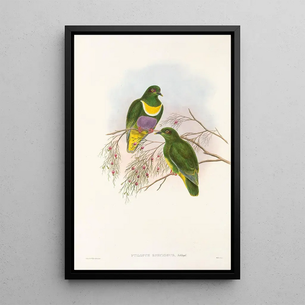 "Les oiseaux de Nouvelle-Guinée et des îles Papoues adjacentes" Pl57 - John Gould — framed artwork on a wall