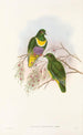 "Les oiseaux de Nouvelle-Guinée et des îles Papoues adjacentes" Pl57 - John Gould — artwork view