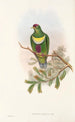 Les oiseaux de Nouvelle-Guinée et des îles Papoues adjacentes Pl58 - John Gould — artwork view