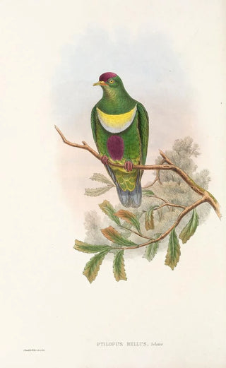 Les oiseaux de Nouvelle-Guinée et des îles Papoues adjacentes Pl58 - John Gould — artwork view