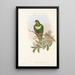 Les oiseaux de Nouvelle-Guinée et des îles Papoues adjacentes Pl58 - John Gould — framed artwork on a wall