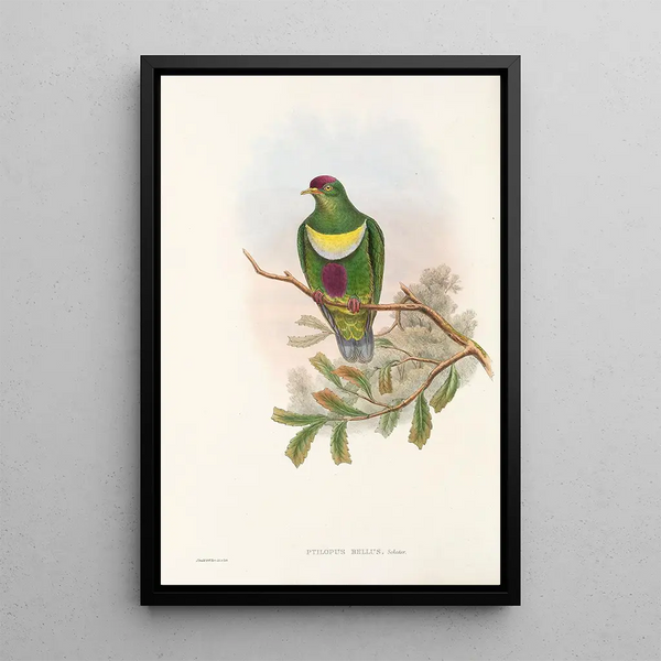 Les oiseaux de Nouvelle-Guinée et des îles Papoues adjacentes Pl58 - John Gould — framed artwork on a wall