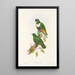 The Birds of New Guinea and Adjacent Papuan Islands Pl59 - John Gould — framed artwork on a wall