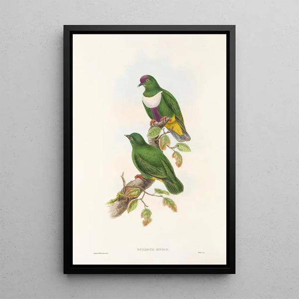 The Birds of New Guinea and Adjacent Papuan Islands Pl59 - John Gould — framed artwork on a wall