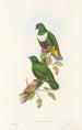 The Birds of New Guinea and Adjacent Papuan Islands Pl59 - John Gould — artwork view
