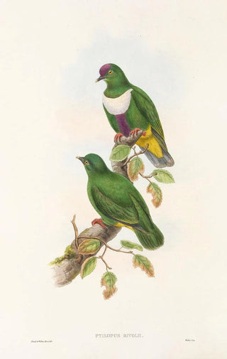 The Birds of New Guinea and Adjacent Papuan Islands Pl59 - John Gould — artwork view