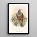 Les oiseaux de Nouvelle-Guinée et des îles Papoues adjacentes Pl60 - John Gould — framed artwork on a wall