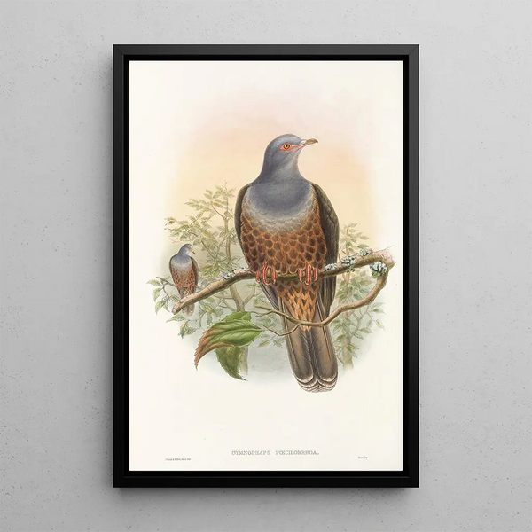 Les oiseaux de Nouvelle-Guinée et des îles Papoues adjacentes Pl60 - John Gould — framed artwork on a wall