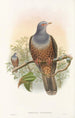 Les oiseaux de Nouvelle-Guinée et des îles Papoues adjacentes Pl60 - John Gould — artwork view