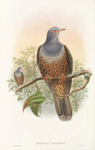 Les oiseaux de Nouvelle-Guinée et des îles Papoues adjacentes Pl60 - John Gould — artwork view