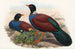 Les Oiseaux de Nouvelle-Guinée et des îles Papoues adjacentes Pl61 - John Gould — artwork view