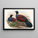 Les Oiseaux de Nouvelle-Guinée et des îles Papoues adjacentes Pl61 - John Gould — framed artwork on a wall