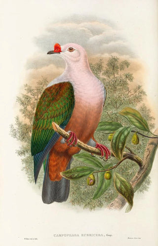 the Birds of New Guinea and Adjacent Papuan Islands Pl63 - John Gould — artwork view