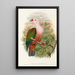 the Birds of New Guinea and Adjacent Papuan Islands Pl63 - John Gould — framed artwork on a wall