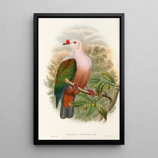 the Birds of New Guinea and Adjacent Papuan Islands Pl63 - John Gould — framed artwork on a wall